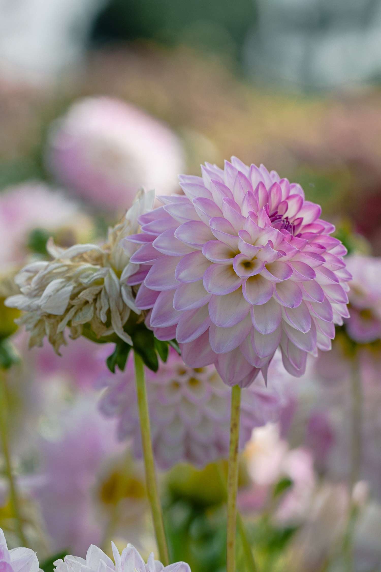 Dahlie 'Arbatax'